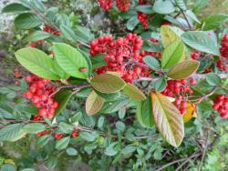 Cotoneaster glaucophyllus: Fruit and late season foliage.
 Image: D. Glenny © Landcare Research 2017 CC BY 3.0 NZ